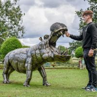 Recycled Metal Fighting Hippo Sculpture to Scale
