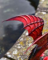 Red Wyrmling Wing