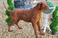 “Tucker” Cast Iron Dog Garden Statue 