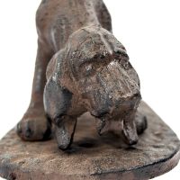 Close-up of the dogs Face