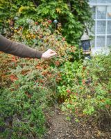 Scale image of "Aurora" Suncatcher Garden Stake