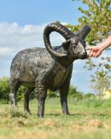 Scale image of Brushed Black and Gold "Barley" Standing Ram Sculpture 