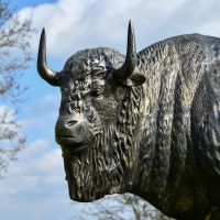 Close up of Head on Bison Sculpture 