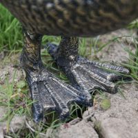 Close up of Webbed Feet 
