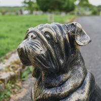 Close up of Bulldog Head 