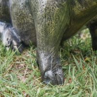 Close up of Pig Trotters 