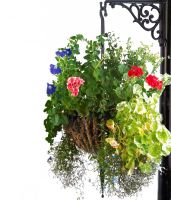 "Dashwood" Hanging Basket Pillar