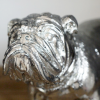 Close-up of the Bull Dogs Face