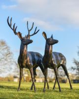 Standing Stag and Doe Looking Left in Situ in the Garden
