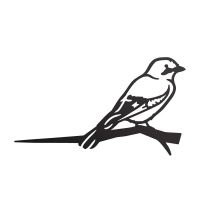 Close-Up of Steel Jay Bird Tree Spike - Black