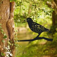 Starling Tree Spike in Situ