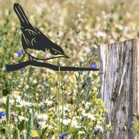 Cettis Warblere Spike in Situ on a Fence