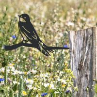 House Martin Tree Spike in Situ on a Fence