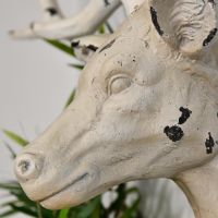 Side view of stag head 