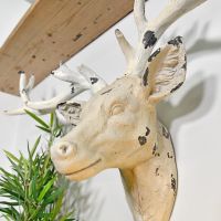 Side view of wall mounted stag head 
