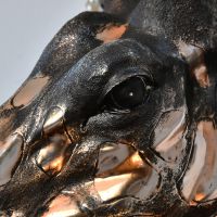 Close up of giraffe eye and head 