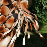 Close up of Giraffe Tail 