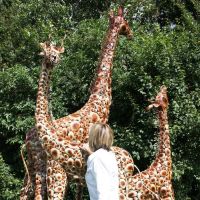 “Diablo, Desoto, and Denver" Giraffe Sculpture with person for scale 