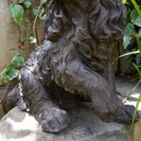 Close-Up of Detailing of Legs and Paws