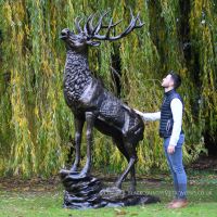 Huge Highland Stag standing on rock, scale image