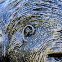 Close up of Gorilla Ear 