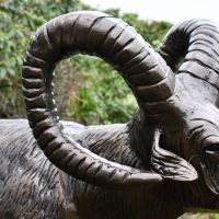 Close up of etchings on Ram"s horns 