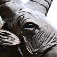 Close up of Ram"s eye 
