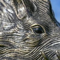 Close up of Wild Boar Eye and Hair Details 