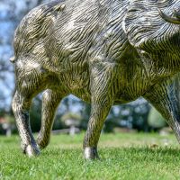 Close up of Legs, Body and Hair Detailing on Wild Boar 