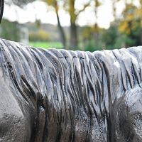 Close up of mane 