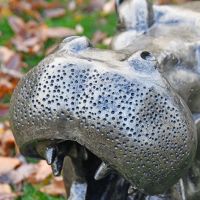 Close up of detailed markings on face 