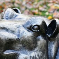 Close up of head, eyes and ears on half hippo sculpture 