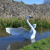 Swan sculpture emerging from water 