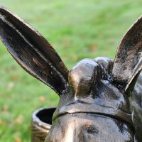 Close up of Donkey"s ears and mane 