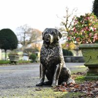 St. Bernard Puppy Antique Gold Sculpture in Situ 