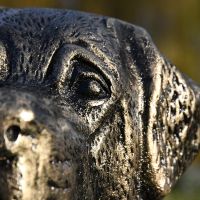 Close up of St. Bernard sculpture eye 