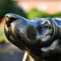 Close up of Basset Hound Face