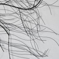 Close-up of the Branches on the Tree
