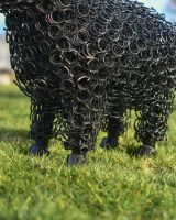 Feet details on sheep