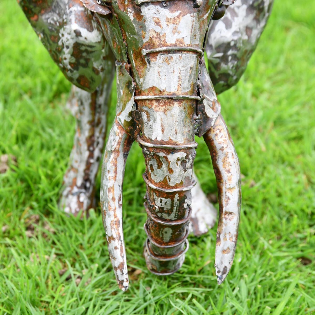Close-up of the Elephants Trunk Facing Down