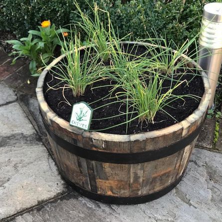 Hand Painted herb sign for Chives in Barrel Hand Painted herb sign for Chives in Barrel