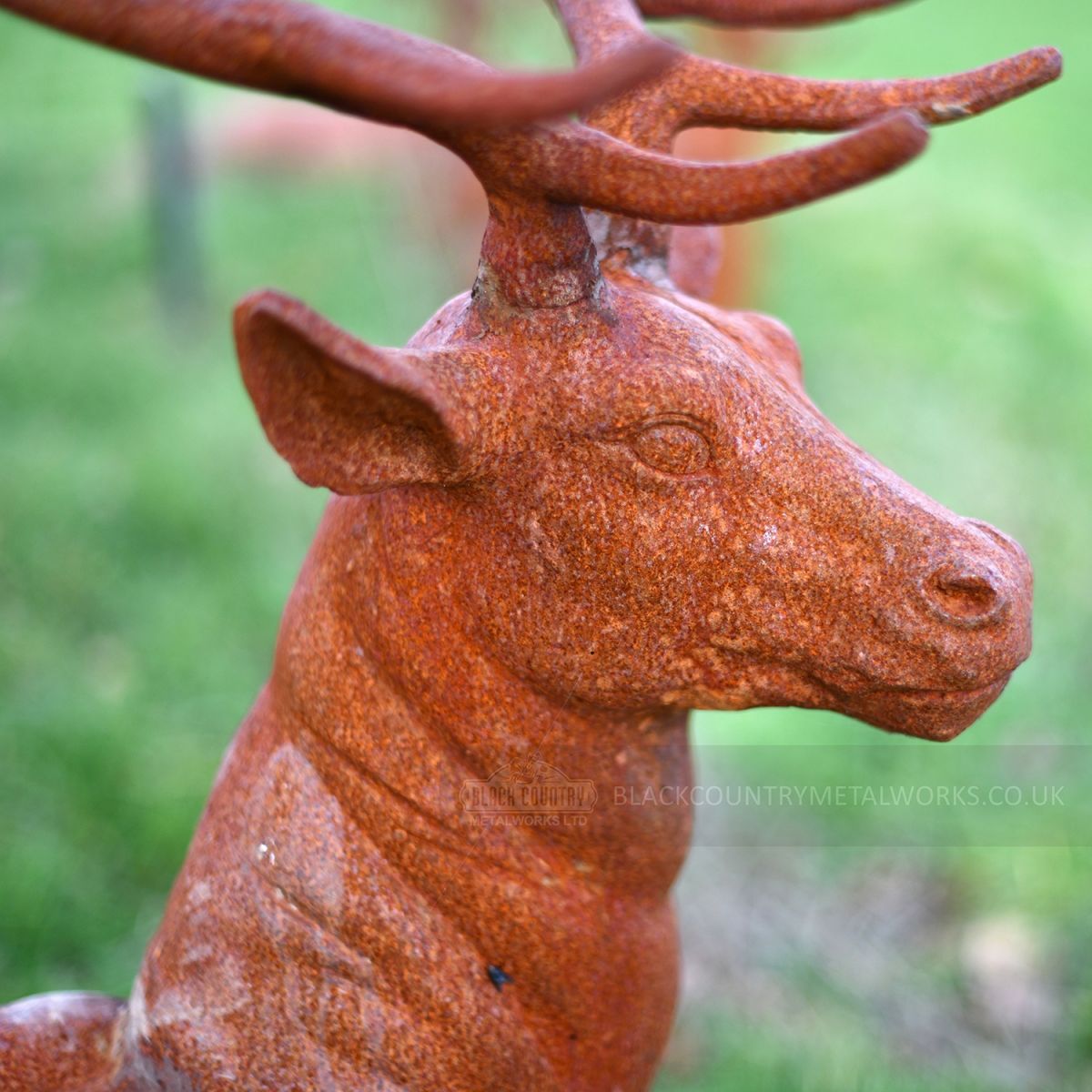 Close-up of the lkin Highlands Stag head facing right