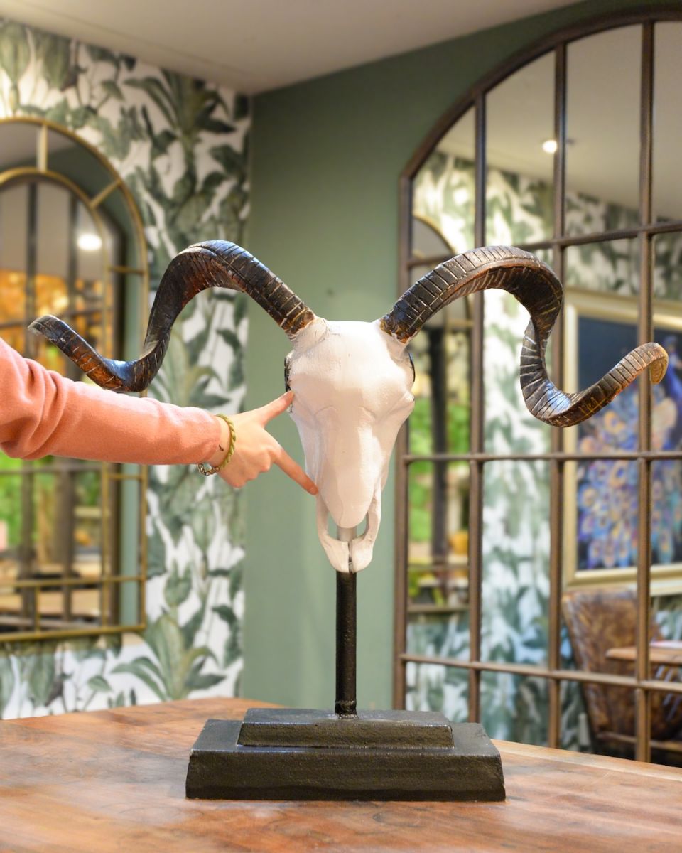 "Helix" Cast Aluminium Ram Skull with hand in shot for scale