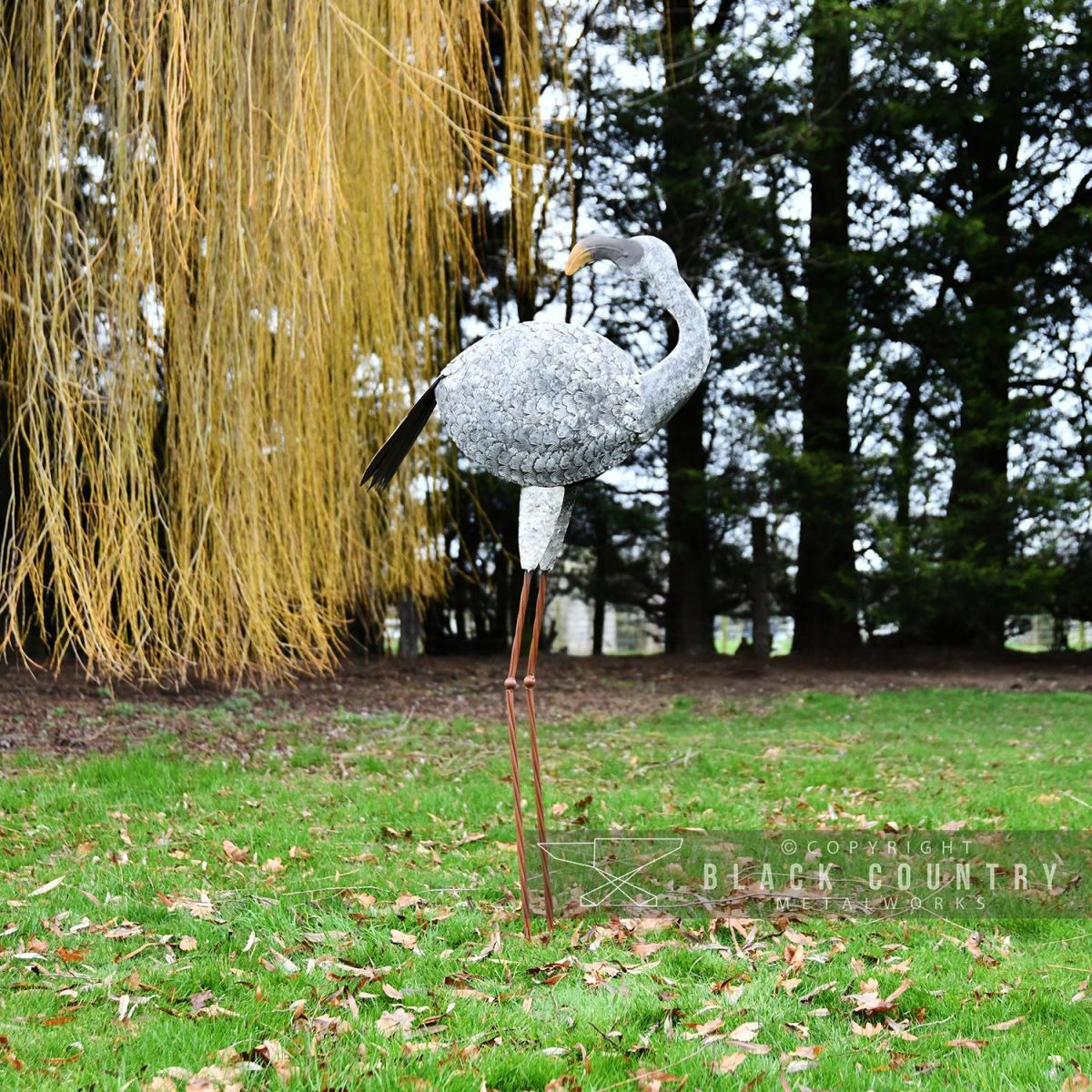 “Jabberwocky” White Flamingo in Situ in the Garden
