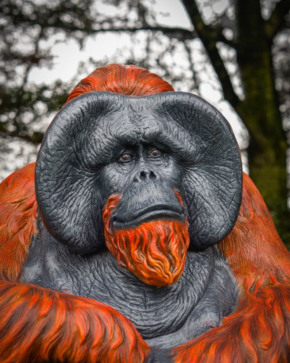 "Patriarch Orangutan" Fibreglass Garden Sculpture close up of head