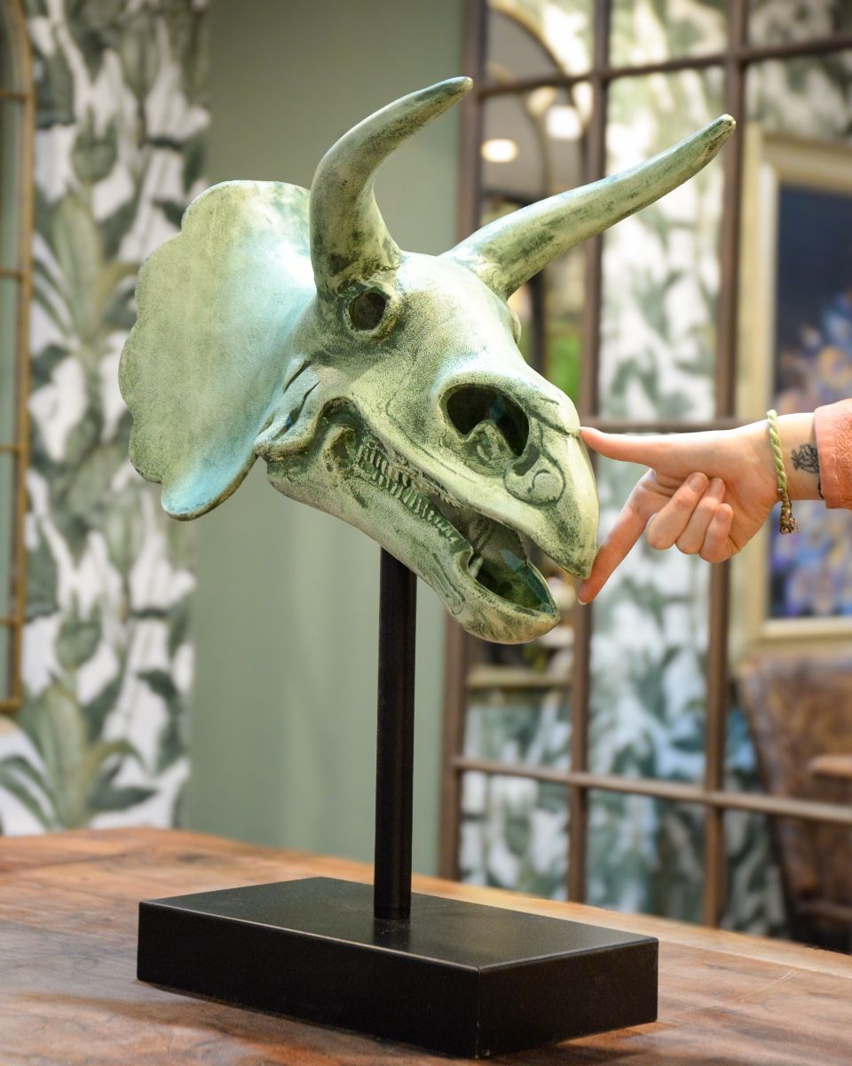 "Relic" Cast Aluminium Triceratops Skull with hand in shot for scale 