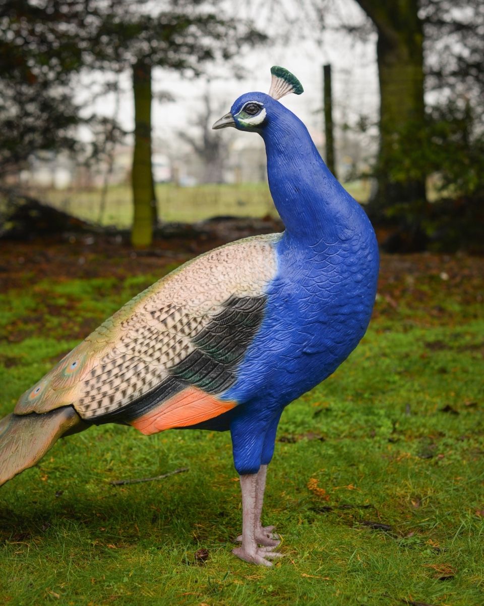 "Sapphire Emissary" Fibreglass Peacock Garden Sculpture close up view