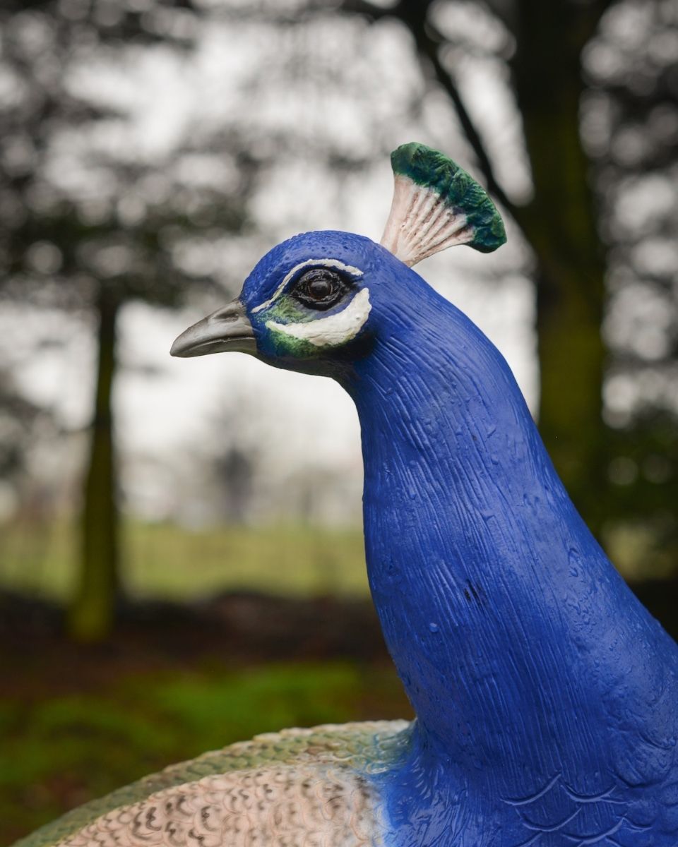 "Sapphire Emissary" Fibreglass Peacock Garden Sculpture detailed close up of head