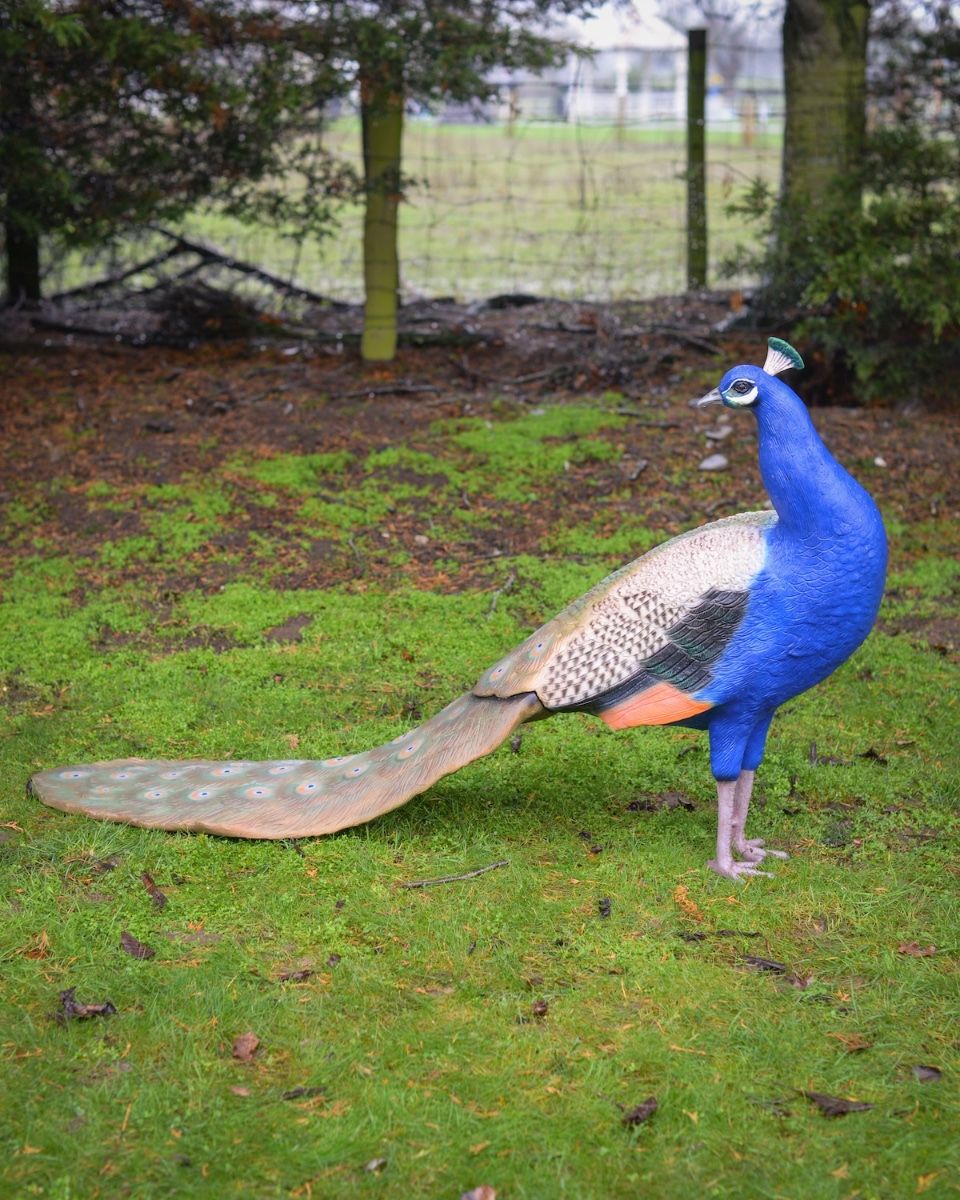 "Sapphire Emissary" Fibreglass Peacock Garden Sculpture side view