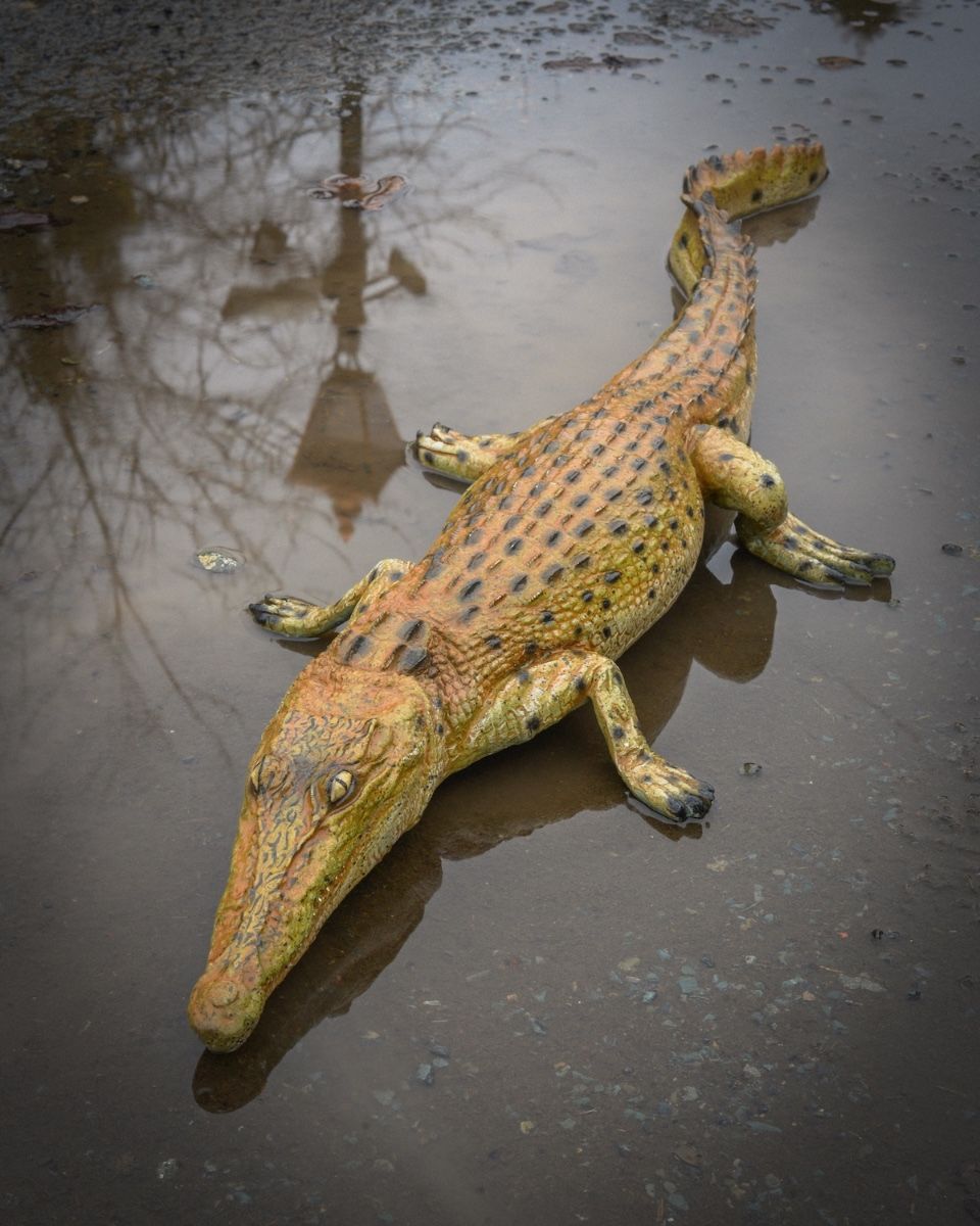 "Scaled Ambush" Fibreglass Crocodile Garden Sculpture angled view